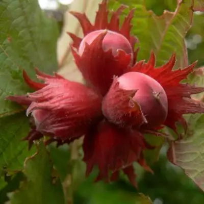 Фундук МОСКОВСКИЙ РУБИН в Бресте