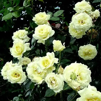 Роза ЭЛЬФ плетистая в Бресте