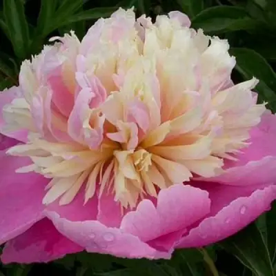 Пион ВЕСЕННЯЯ ПАЛИТРА травянистый в Бресте