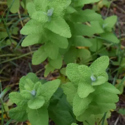 Мята АПФЕЛМИНЦЕ в Бресте