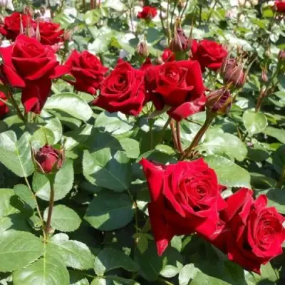 Роза ЭКСПЛОРЕР чайно-гибридная в Бресте