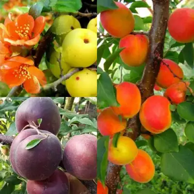 Комплект САД ДЛЯ ГУРМАНА в Бресте