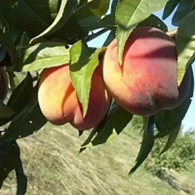 Персик СОФГАФЕН в Бресте