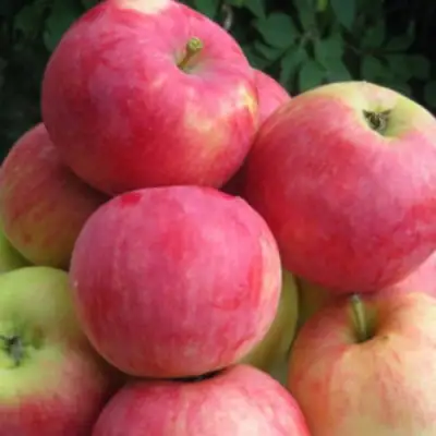 Яблоня НОРИС в Бресте