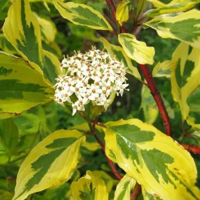 Дерен ШПЕТА белый в Бресте