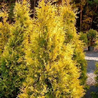 Туя ЕВРОПА ГОЛД западная в Бресте