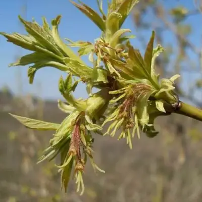 Клен ясенелистный в Бресте