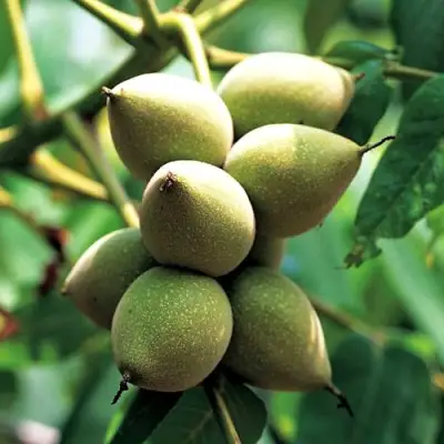 Орех МАНЬЧЖУРСКИЙ в Бресте