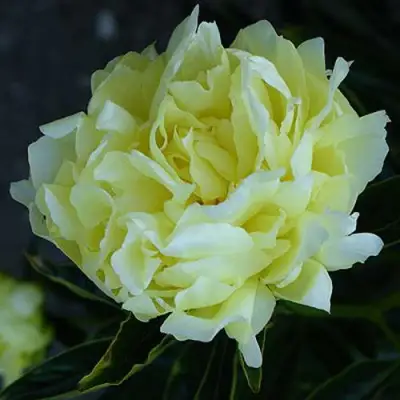 Пион ЗОЛОТАЯ КОЛЕСНИЦА травянистый в Бресте