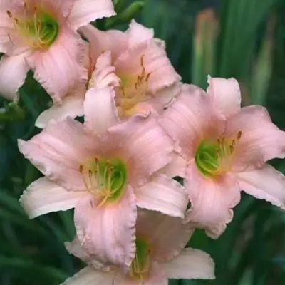 Лилейник ЛАКШЕРИ ЛЕЙС гибридный в Бресте