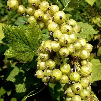 Смородина зеленоплодная СНЕЖНАЯ КОРОЛЕВА в Бресте