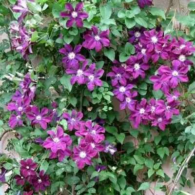 Клематис ГЕРОИ ВАРШАВЫ в Бресте