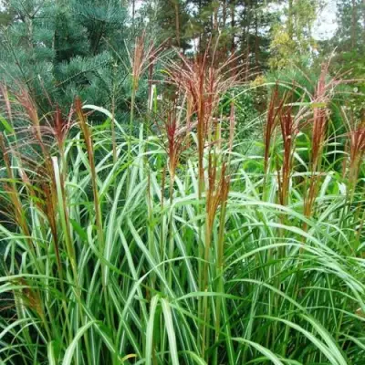 Мискантус МАЛЕПАРТУС китайский  в Бресте