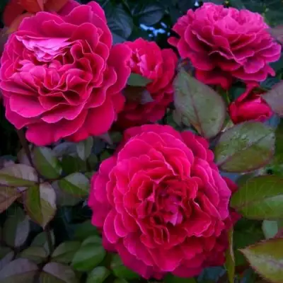 Роза БЕЛЬВЬЮ чайно-гибридная в Бресте