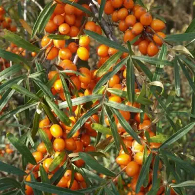 Облепиха РОСИНКА в Бресте