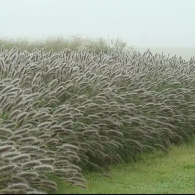 Пеннисетум ЛЕДИ Ю в Бресте