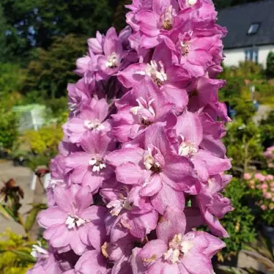 Дельфиниум АСТОЛАТ тихоокеанский в Бресте