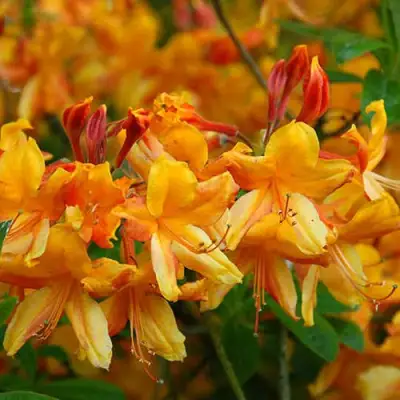 Азалия ОРАНЖ ХИТ листопадная в Бресте