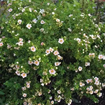 Лапчатка ПИНК КВИН кустарниковая в Бресте