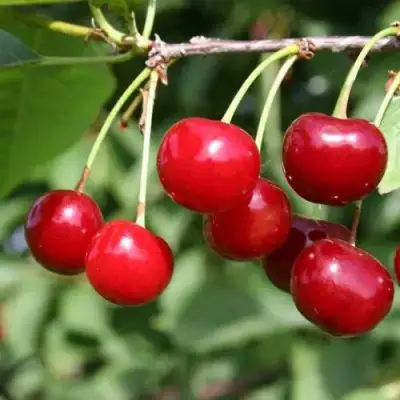 Вишня РИВАЛ в Бресте