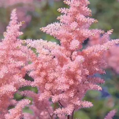 Астильба ГЛИТТЕР ЭНД ГЛАМУР китайская в Бресте