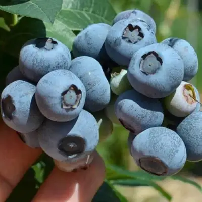 Голубика НЕЛЬСОН в Бресте