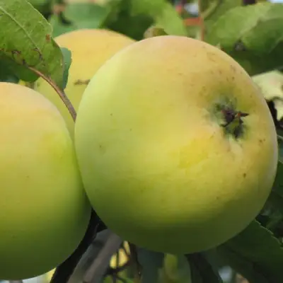 Яблоня РОССИЯНКА в Бресте