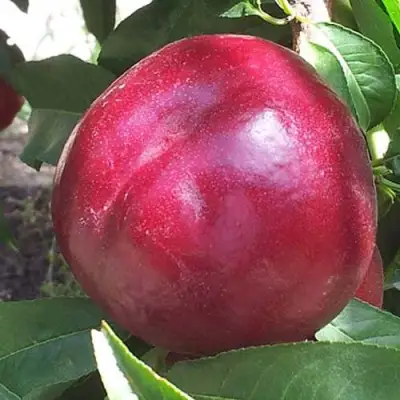 Нектарин ЭКСТРИМ БЬЮТИ в Бресте