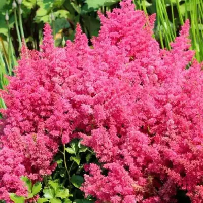 Астильба САННИ ДЕЙ гибридная в Бресте
