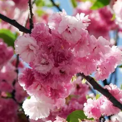 Сакура ПИНК ПЕРФЕКШН в Бресте