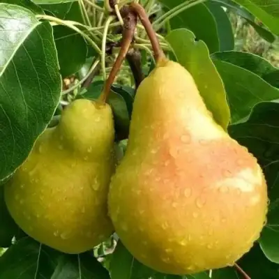 Груша ЛАДА в Бресте