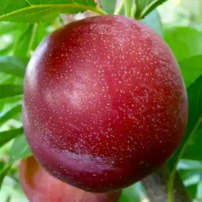 Слива БЕРБАНК ГИГАНТ в Бресте