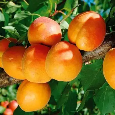 Абрикос СПАДЧЫНА в Бресте