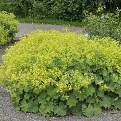 Манжетка ТРИЛЛЕР мягкая в Бресте