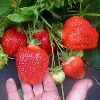 Клубника АЗИЯ в Бресте