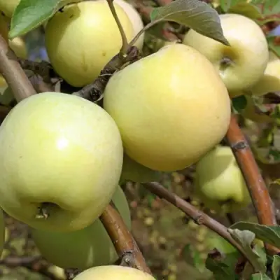 Яблоня АНТОНОВКА ОБЫКНОВЕННАЯ в Бресте