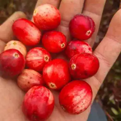 Клюква СТАНКОВИЧ в Бресте