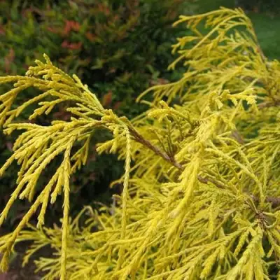 Кипарисовик ВАВЕЛ горохоплодный в Бресте