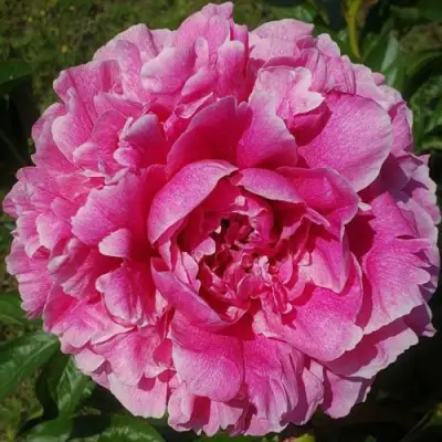 Пион ЗЕ ФОН травянистый в Бресте