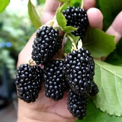 Ежевика ПРАЙМ АРК 45 ремонтантная   в Бресте