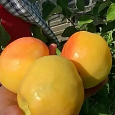 Яблоня АНТОНОВКА ЗОЛОТАЯ в Бресте