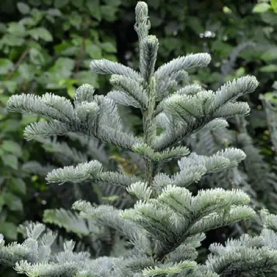 Пихта благородная в Бресте