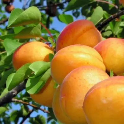 Абрикос ЭДЕЛЬВЕЙС в Бресте