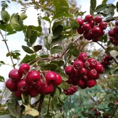 Рябина ГРАНАТНАЯ сладкоплодная в Бресте