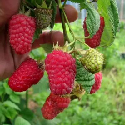 Малина ЛЯЧКА (ЛАШКА, ЛЯШКА) в Бресте