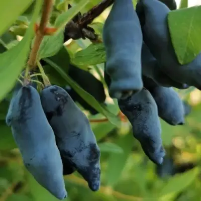 Жимолость съедобная СИЛЬГИНКА в Бресте