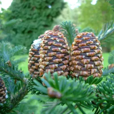 Пихта ФРАЗЕРА в Бресте