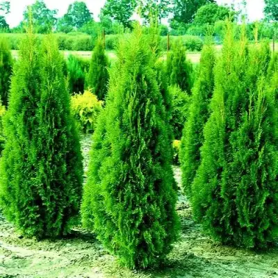 Туя ВИДМАНТ западная в Бресте