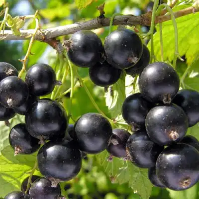 Смородина черная ГАМАЮН в Бресте