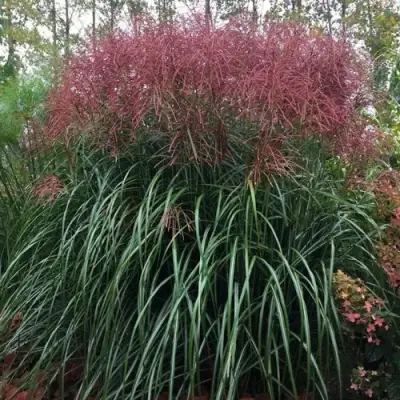 Мискантус МАЛЕПАРТУС китайский  в Бресте